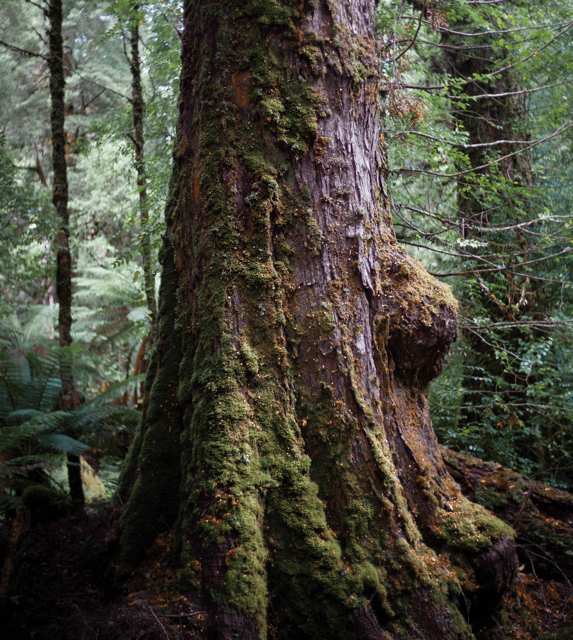 Photograph of an ancient tree in Takayna